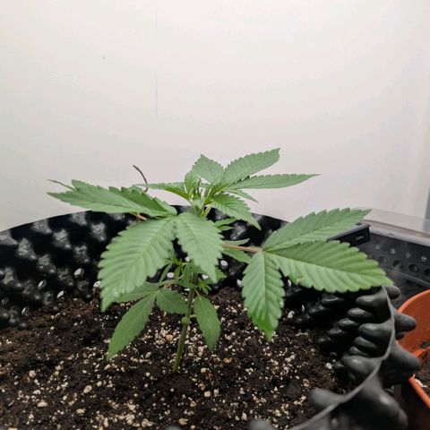 Pineapple Chunk growlog timeline photo