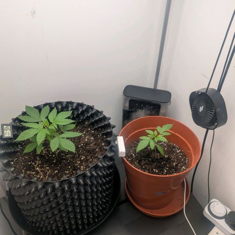 Pineapple Chunk growlog timeline photo