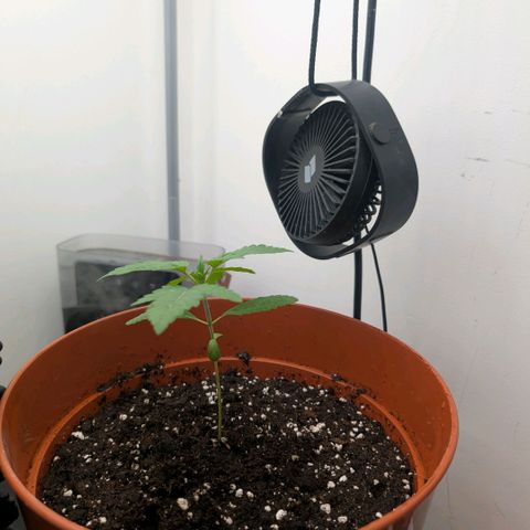 Pineapple Chunk growlog timeline photo