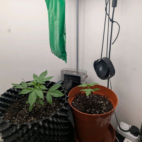 Pineapple Chunk growlog timeline photo