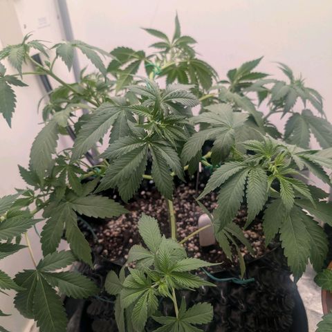 Pineapple Chunk growlog timeline photo