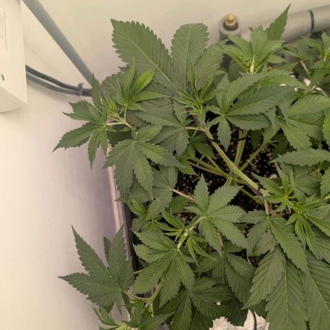 Pineapple Chunk growlog timeline photo