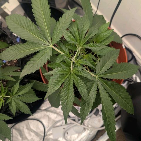 Pineapple Chunk growlog timeline photo