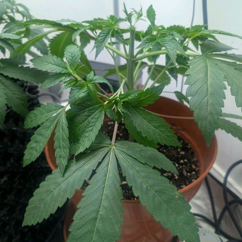 Pineapple Chunk growlog timeline photo