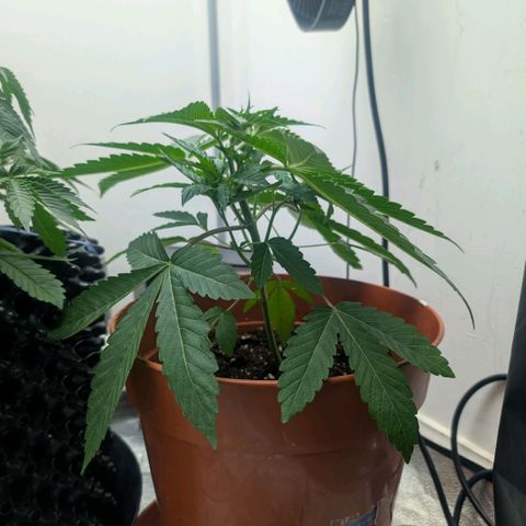 Pineapple Chunk growlog timeline photo