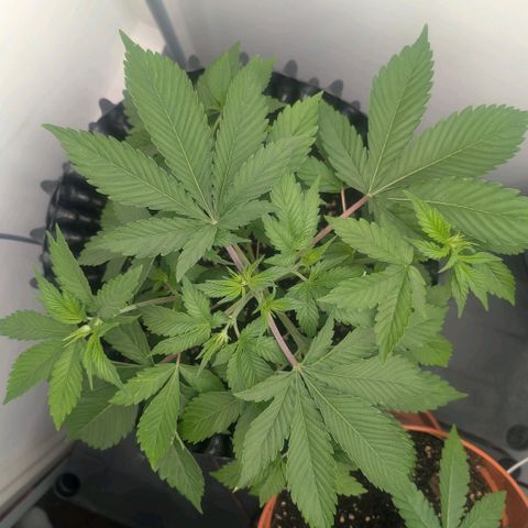 Pineapple Chunk growlog timeline photo