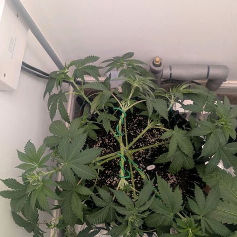 Pineapple Chunk growlog timeline photo