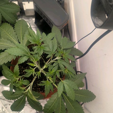 Pineapple Chunk growlog timeline photo