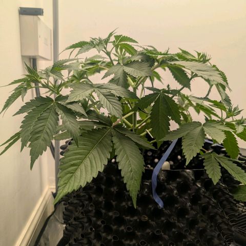 Pineapple Chunk growlog timeline photo
