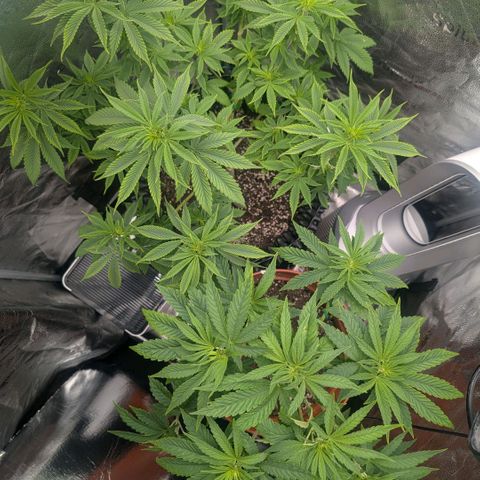 Pineapple Chunk growlog timeline photo
