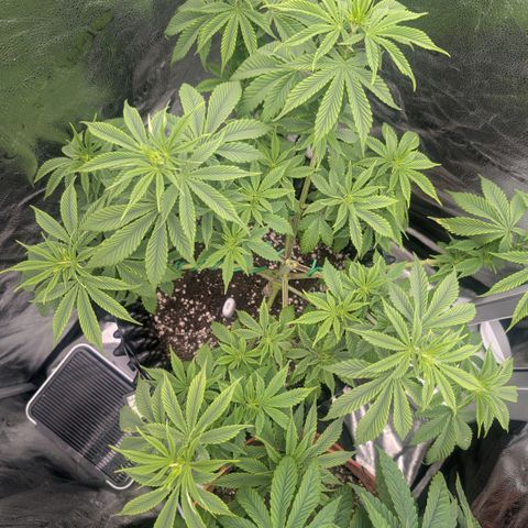 Pineapple Chunk growlog timeline photo