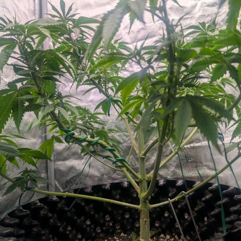 Pineapple Chunk growlog timeline photo
