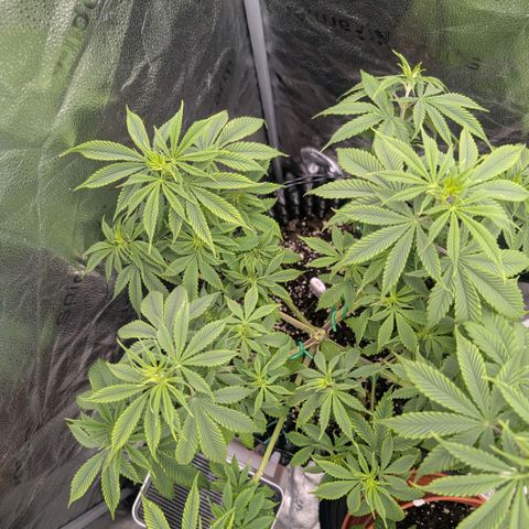 Pineapple Chunk growlog timeline photo