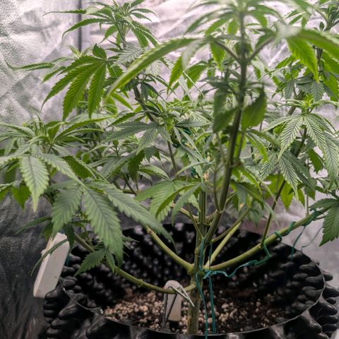 Pineapple Chunk growlog timeline photo