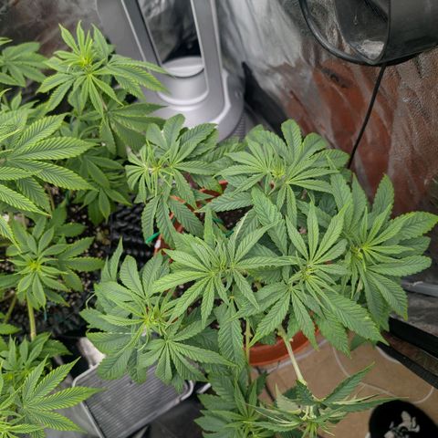 Pineapple Chunk growlog timeline photo