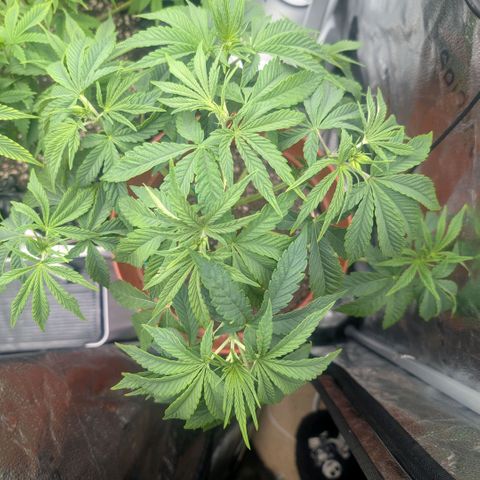 Pineapple Chunk growlog timeline photo
