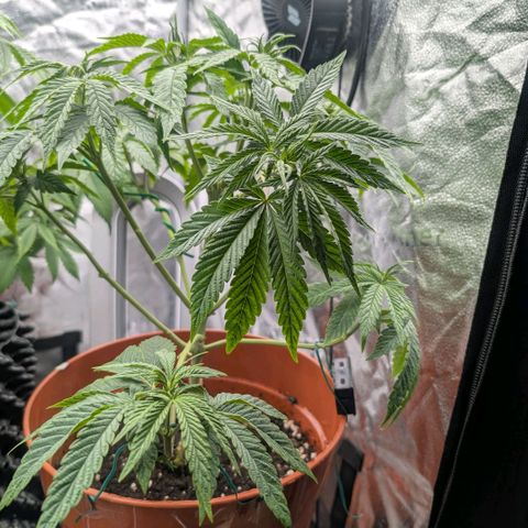 Pineapple Chunk growlog timeline photo