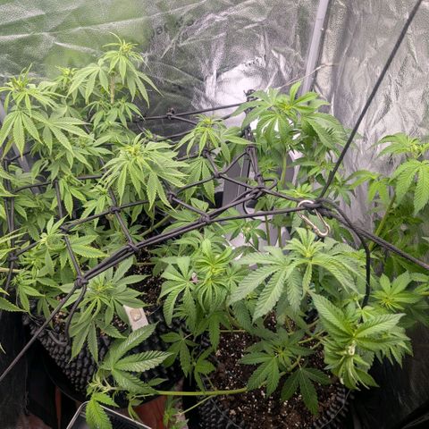 Pineapple Chunk growlog timeline photo