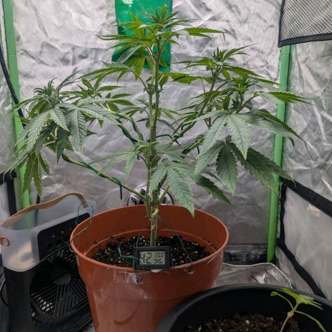Pineapple Chunk growlog timeline photo