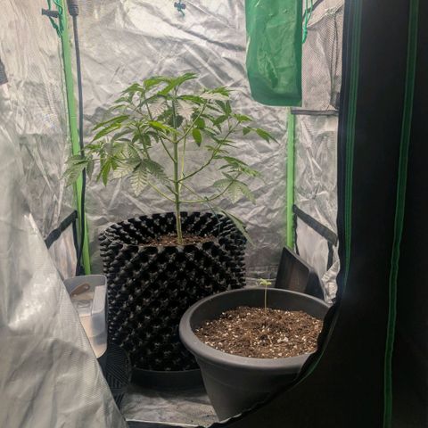 Skittle Mittens growlog timeline photo