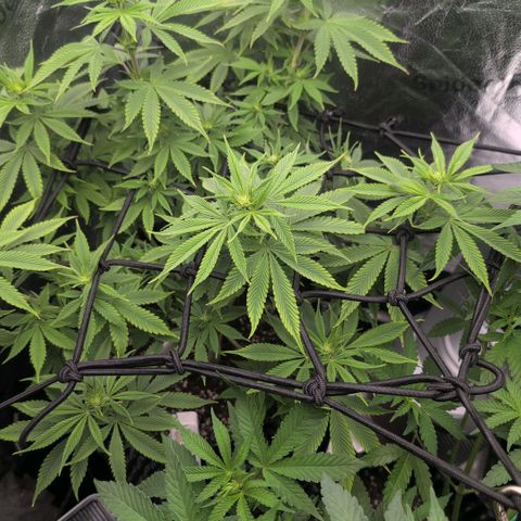 Pineapple Chunk growlog timeline photo