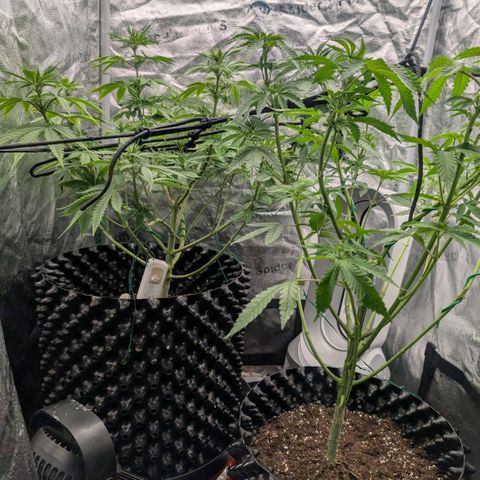 Pineapple Chunk growlog timeline photo