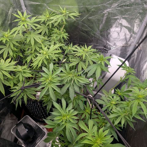 Pineapple Chunk growlog timeline photo