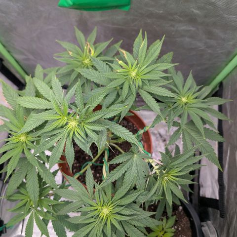 Pineapple Chunk growlog timeline photo