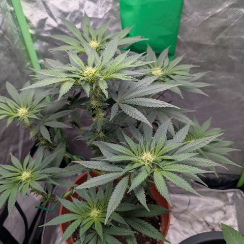 Pineapple Chunk growlog timeline photo