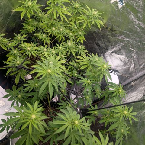 Pineapple Chunk growlog timeline photo