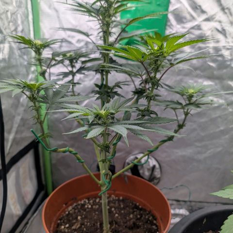Pineapple Chunk growlog timeline photo