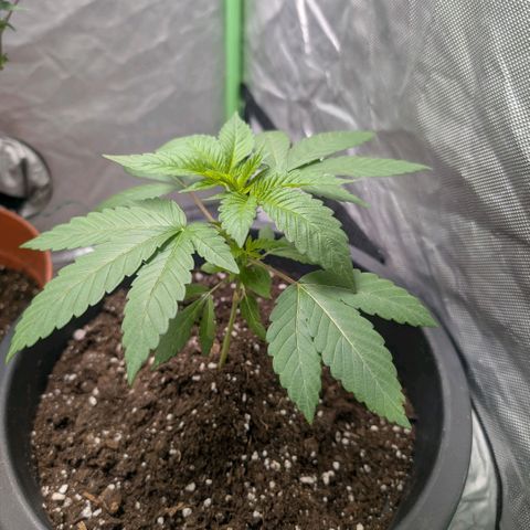Skittle Mittens growlog timeline photo