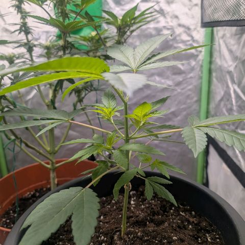 Skittle Mittens growlog timeline photo