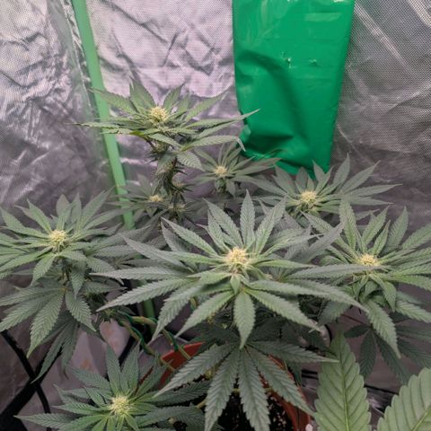 Pineapple Chunk growlog timeline photo