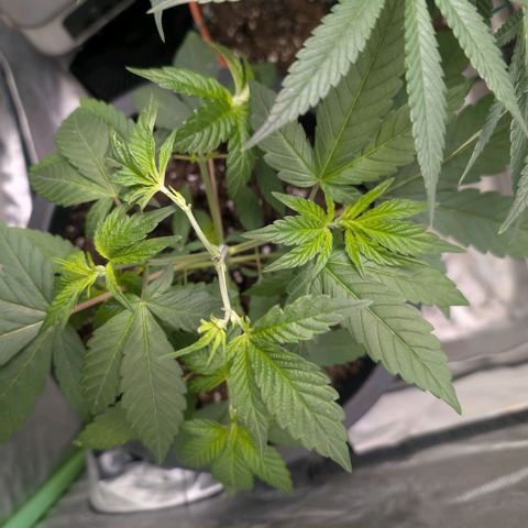 Pineapple Chunk growlog timeline photo