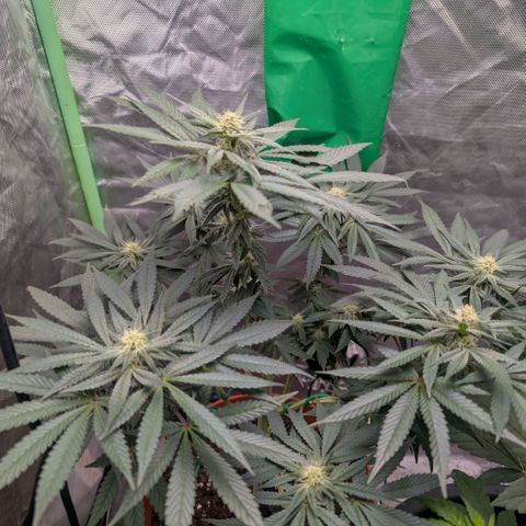 Pineapple Chunk growlog timeline photo