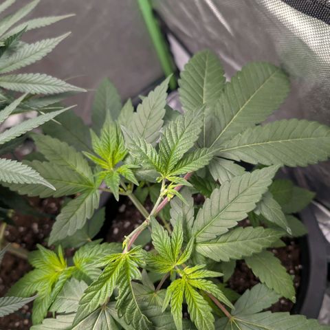 Pineapple Chunk growlog timeline photo