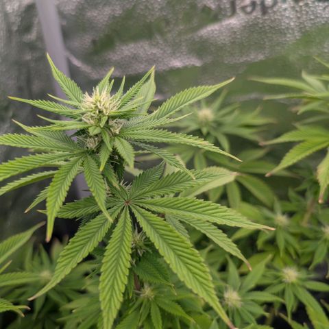 Pineapple Chunk growlog timeline photo