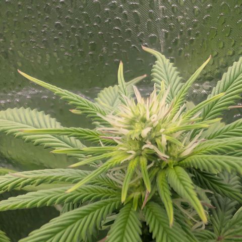 Pineapple Chunk growlog timeline photo