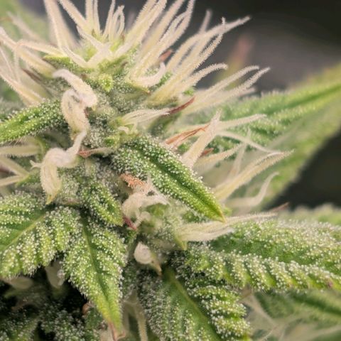 Pineapple Chunk growlog timeline photo