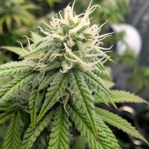 Pineapple Chunk growlog timeline photo