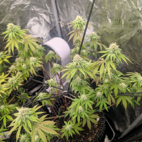 Pineapple Chunk growlog timeline photo