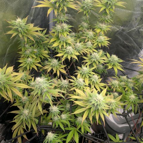 Pineapple Chunk growlog timeline photo