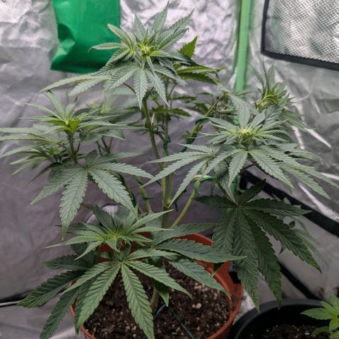Og kush  growlog timeline photo