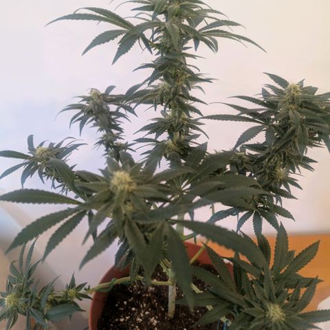 Og kush  growlog timeline photo