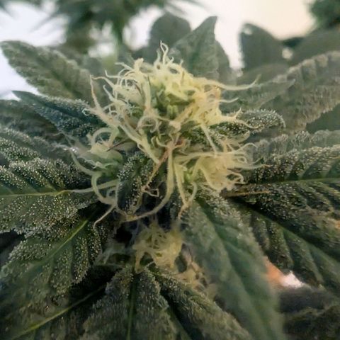 Og kush  growlog timeline photo