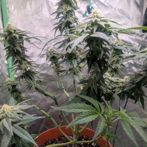 Pineapple Chunk growlog timeline photo
