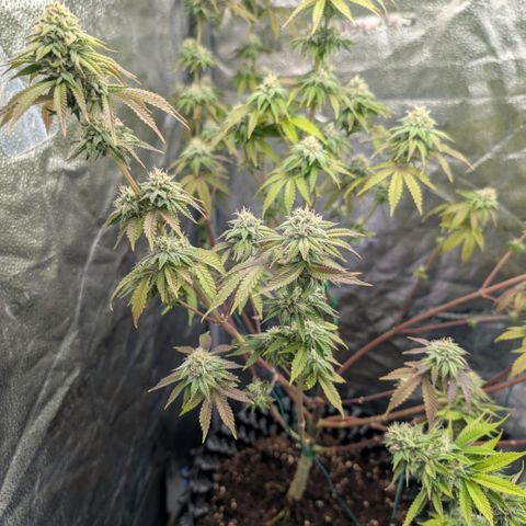 Pineapple Chunk growlog timeline photo