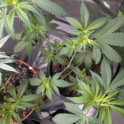 Pineapple Chunk growlog timeline photo