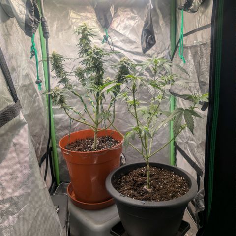 Pineapple Chunk growlog timeline photo